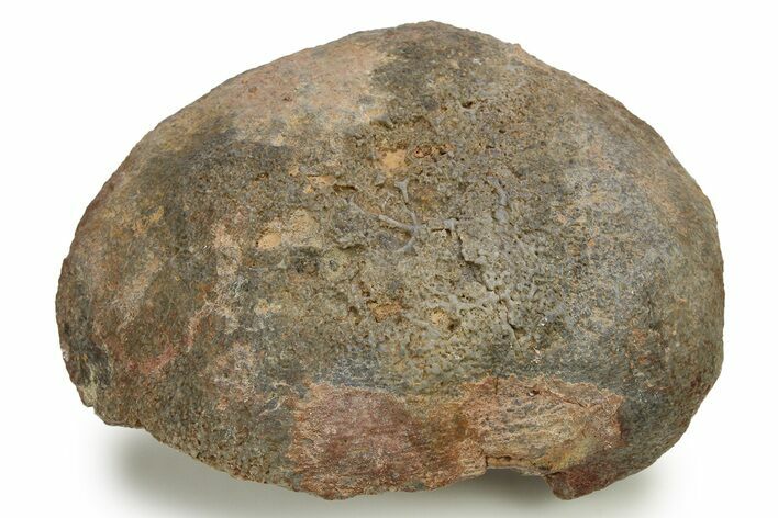 Silurian Fossil Crinoid (Scyphocrinites) Lobolith - Morocco #274955